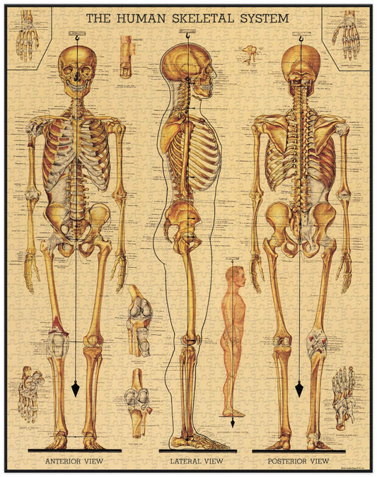 Skeletal System by Cavallini & Co. 1000pc