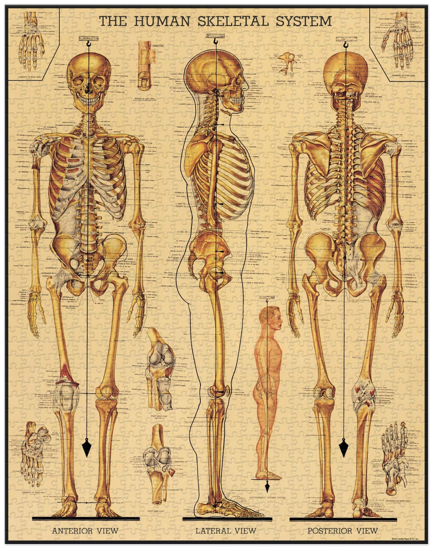 Skeletal System 1000pc