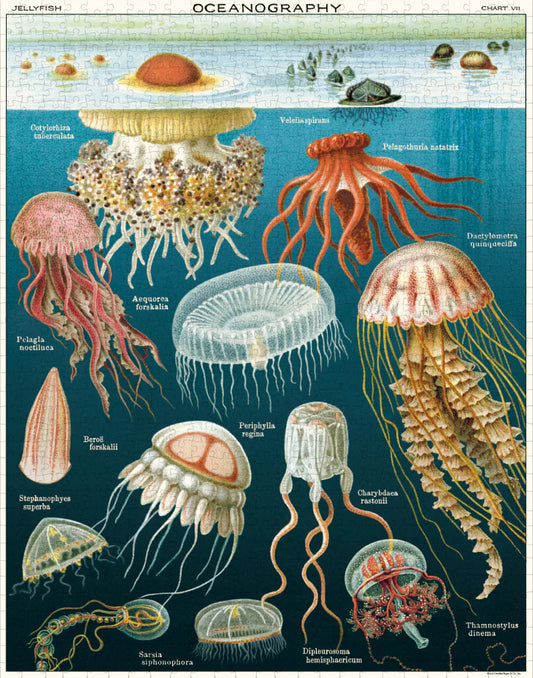 Jellyfish 1000pc