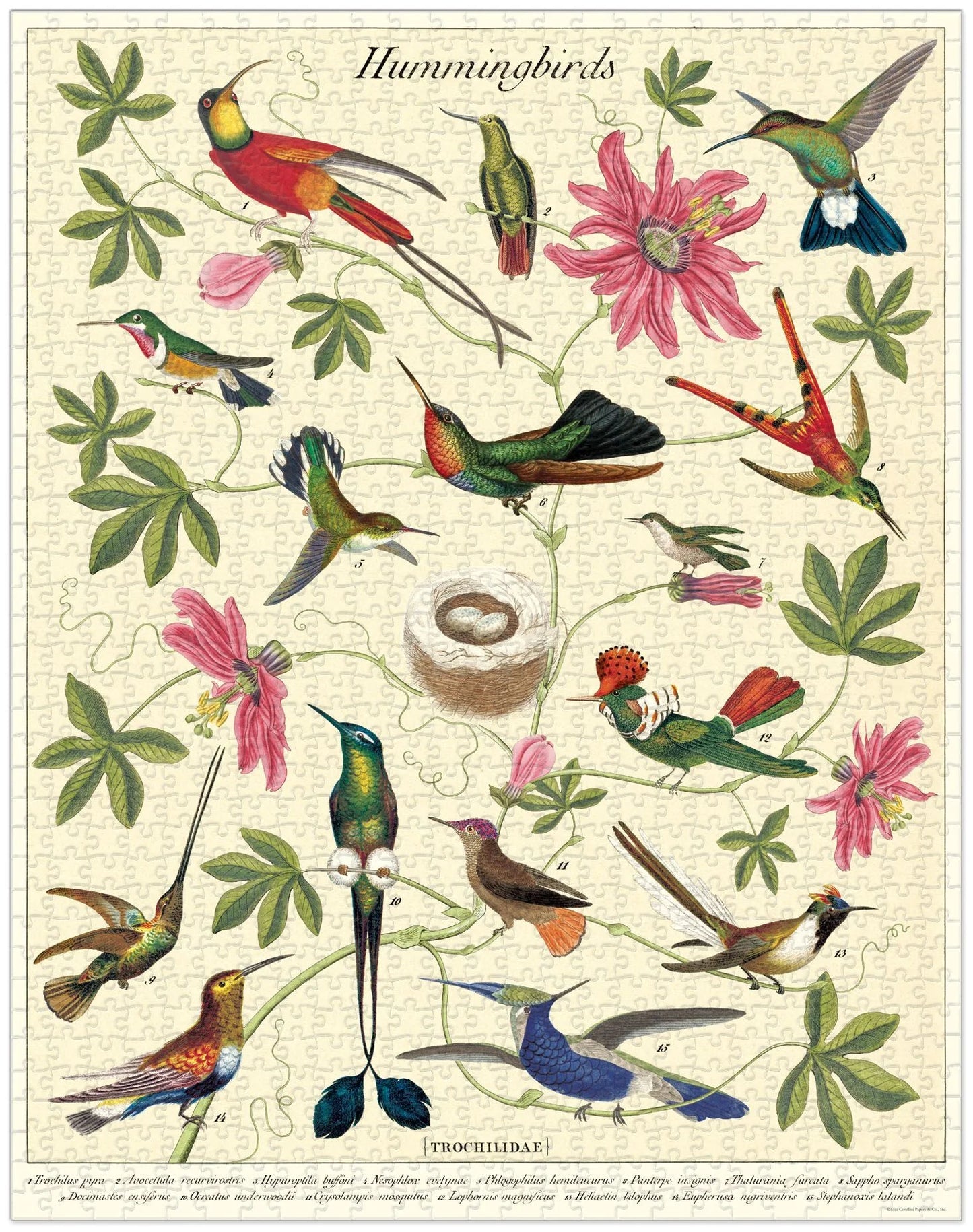 Hummingbird by Cavallini & Co 1000pc